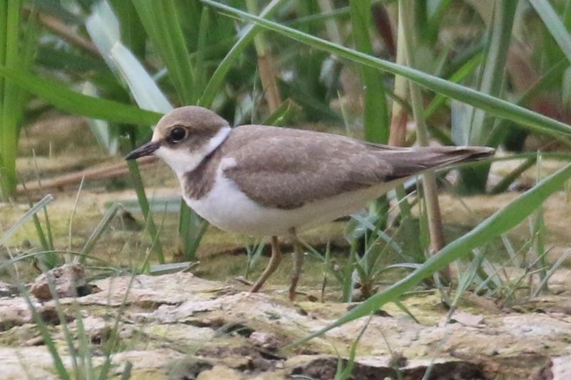 Little Ringed Plover - 20-07-2018