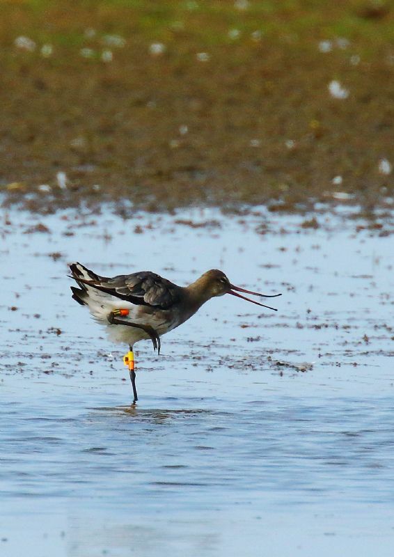 Black-tailed Godwit - 16-07-2018