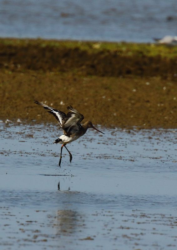 Black-tailed Godwit - 16-07-2018