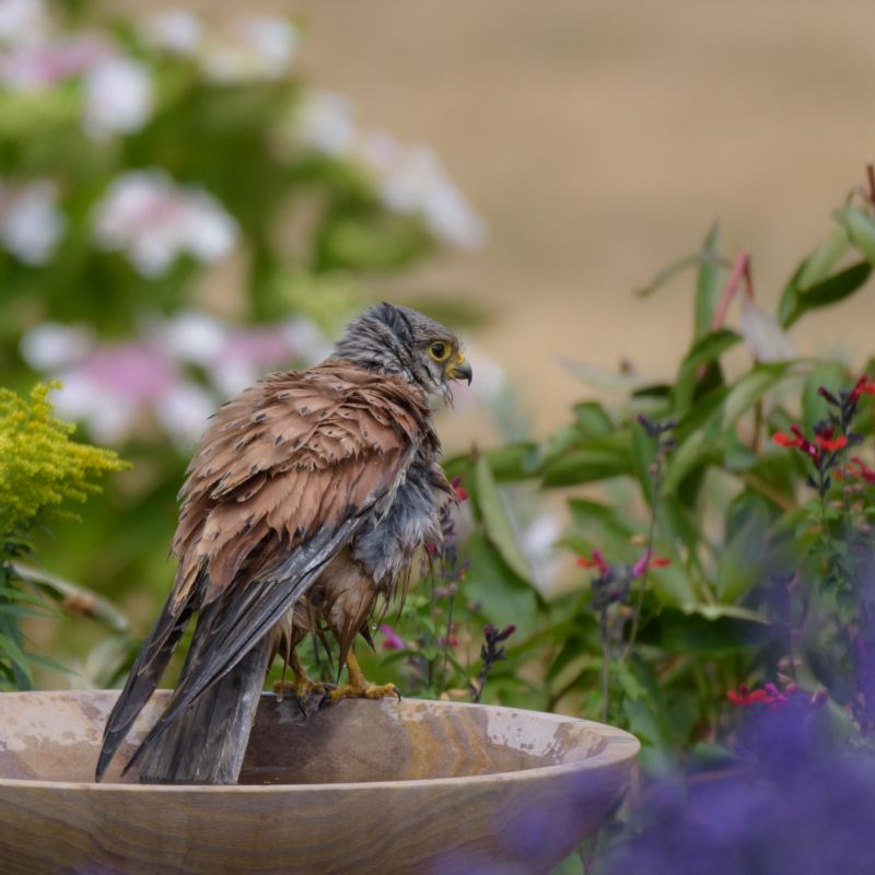 Kestrel - 19-07-2018