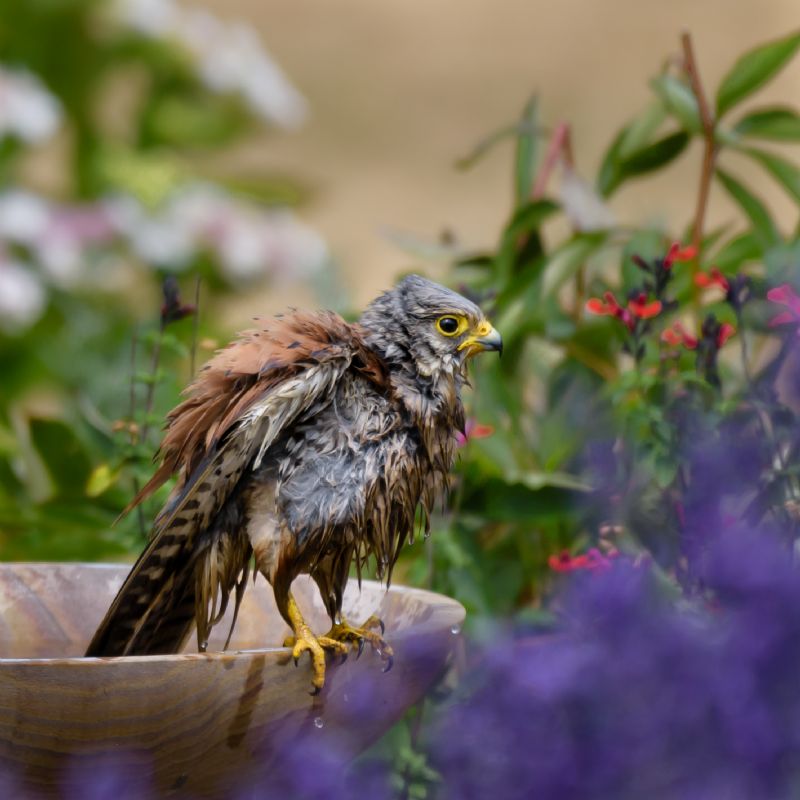 Kestrel - 19-07-2018