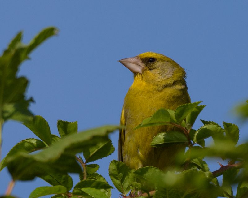 Greenfinch - 26-07-2018