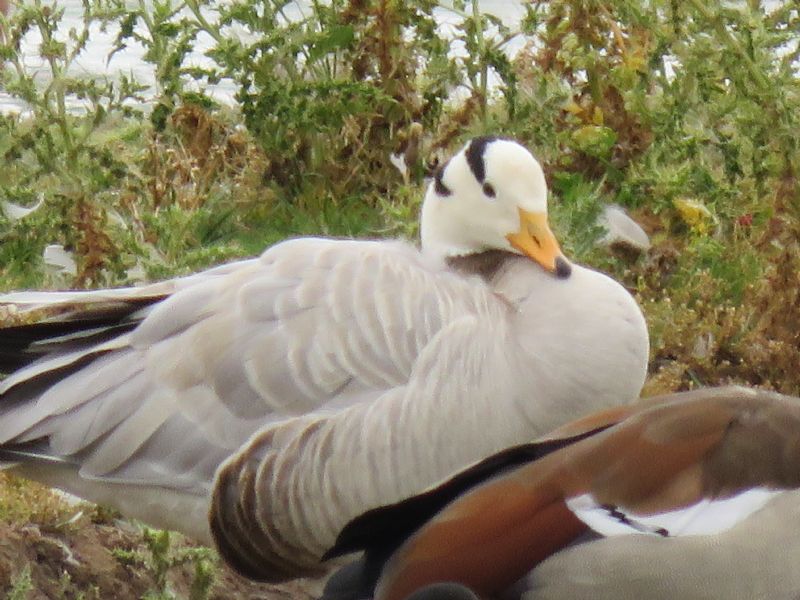 Bar-headed Goose - 30-07-2018