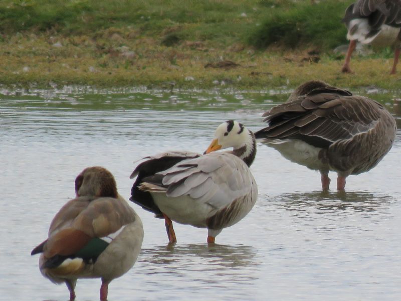 Bar-headed Goose - 30-07-2018