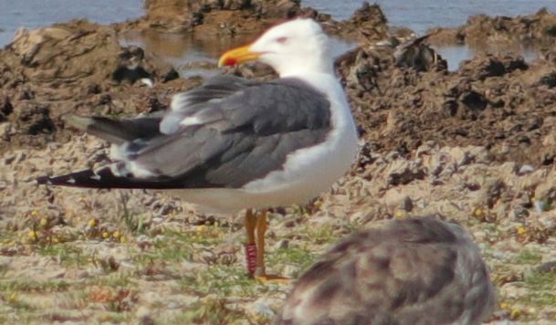 Lesser Black-backed Gull - 26-07-2018