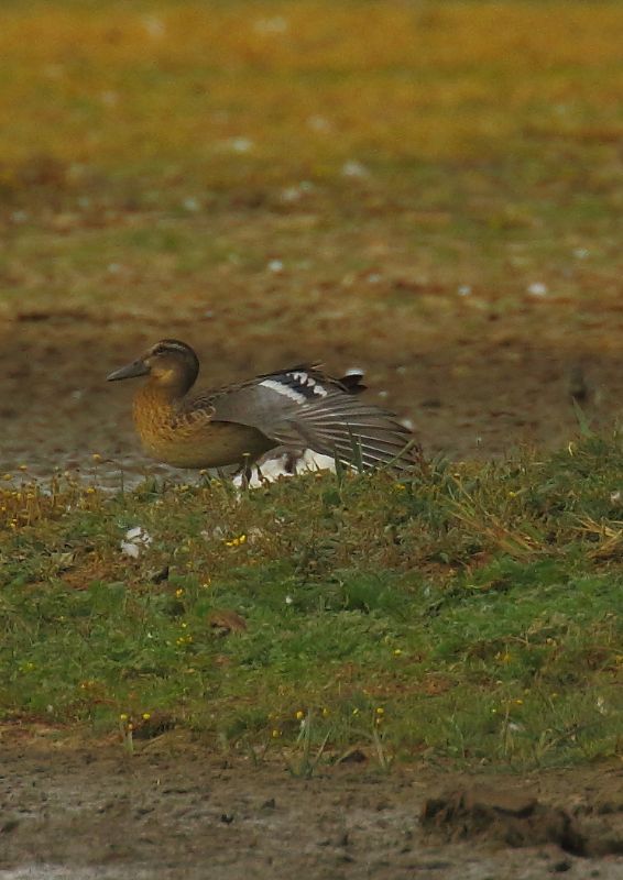 Garganey - 30-07-2018