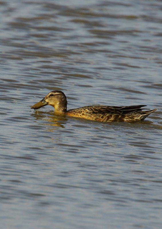 Garganey - 30-07-2018