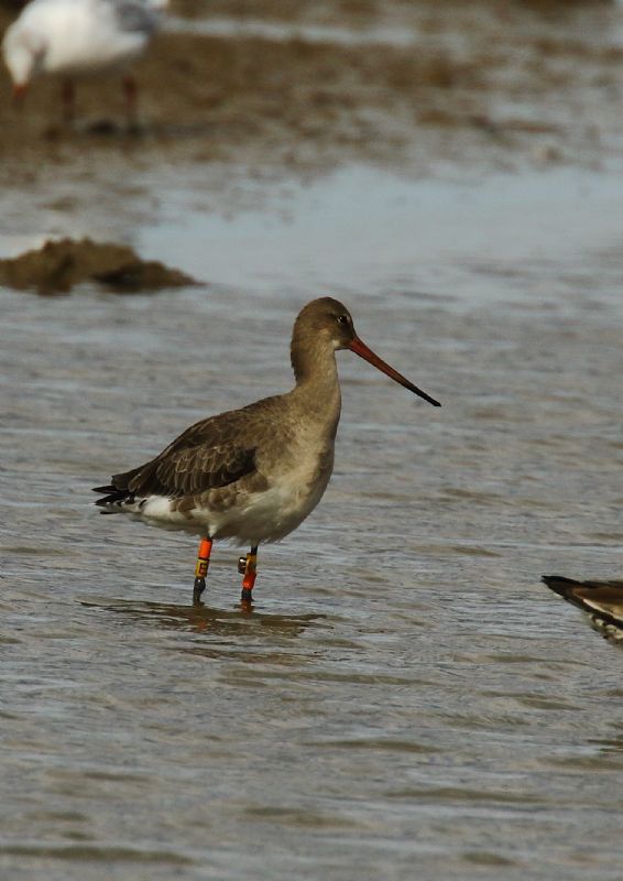 Black-tailed Godwit - 30-07-2018