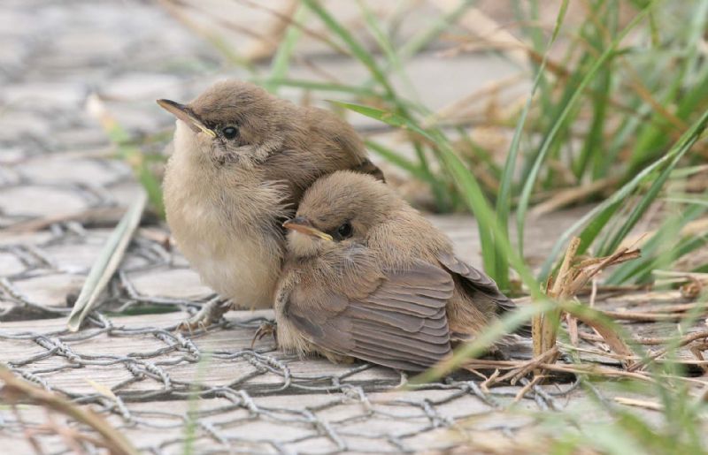 Reed Warbler - 29-07-2018