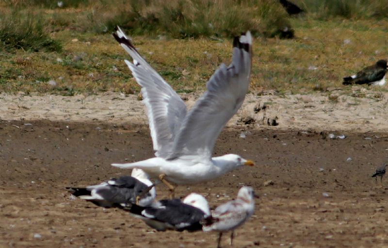 Caspian Gull - 06-08-2018