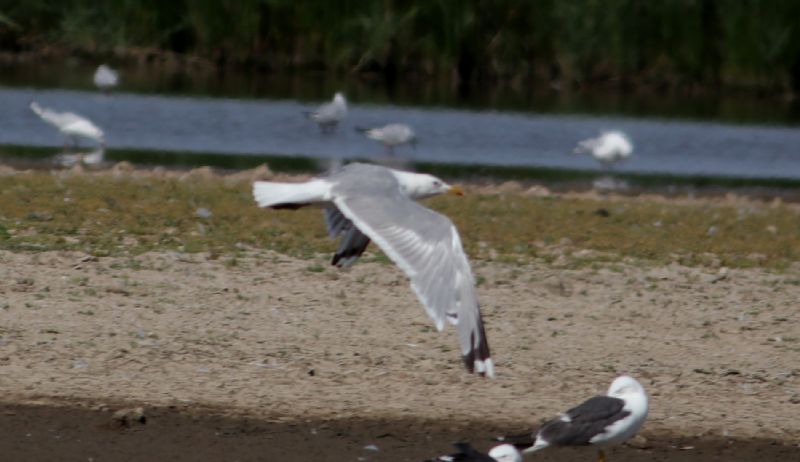 Caspian Gull - 06-08-2018