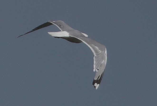 Caspian Gull - 06-08-2018