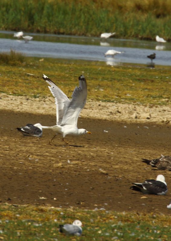 Caspian Gull - 06-08-2018