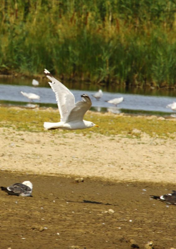 Caspian Gull - 06-08-2018