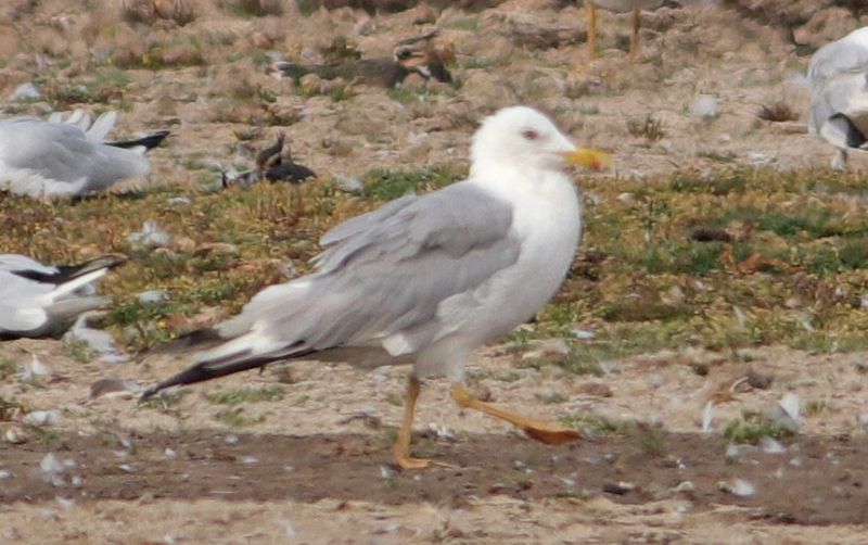 Caspian Gull - 07-08-2018