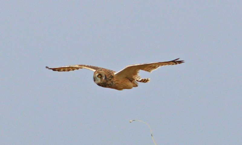 Short-eared Owl - 09-08-2018