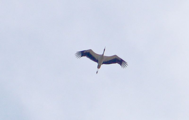 White Stork - 11-08-2018