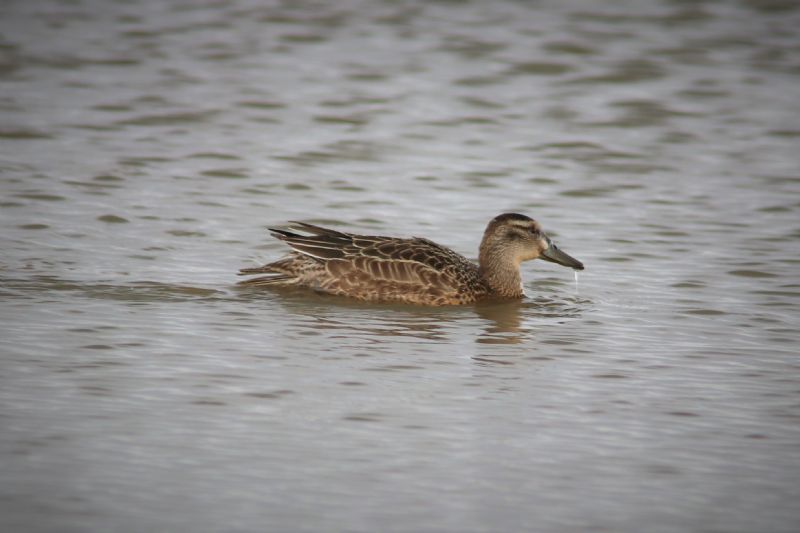 Garganey - 24-08-2018