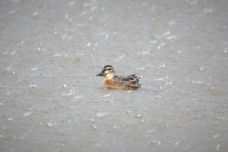 Garganey - 24-08-2018