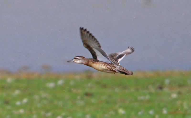 Garganey - 24-08-2018