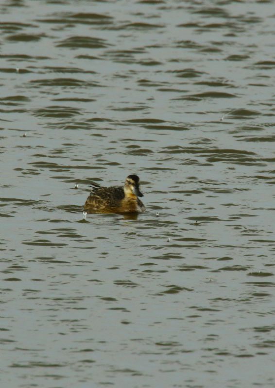 Garganey - 24-08-2018