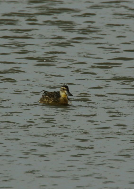 Garganey - 24-08-2018