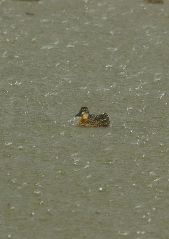 Garganey - 24-08-2018