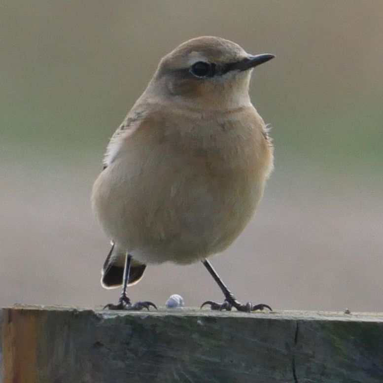 Wheatear - 27-08-2018