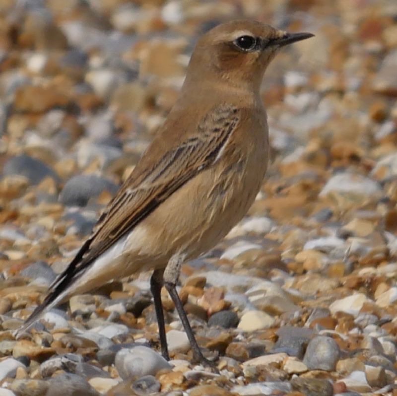 Wheatear - 27-08-2018