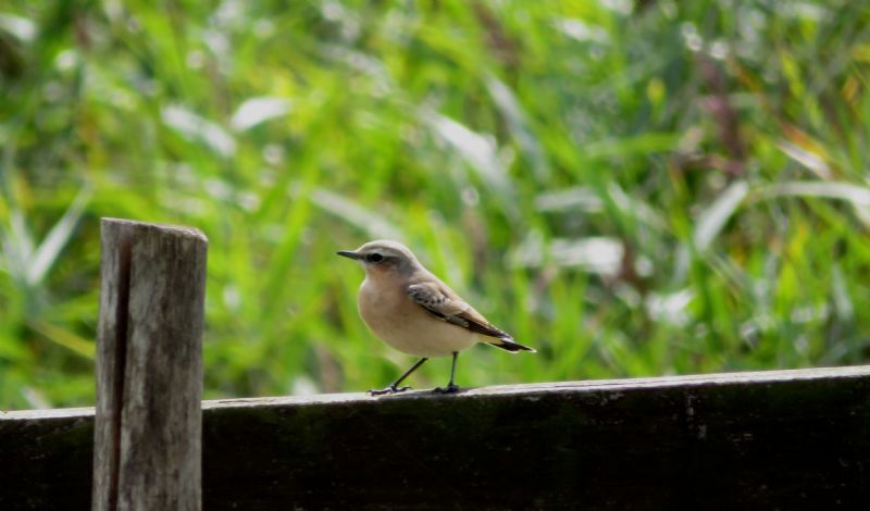 Wheatear - 30-08-2018