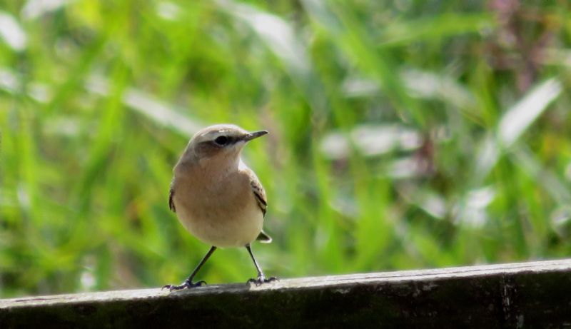 Wheatear - 30-08-2018