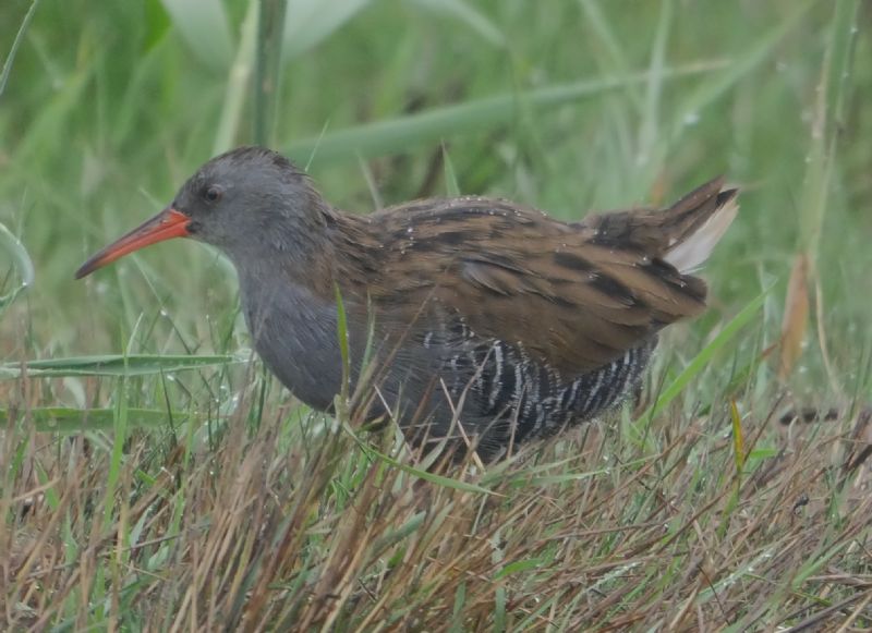 Water Rail - 29-08-2018