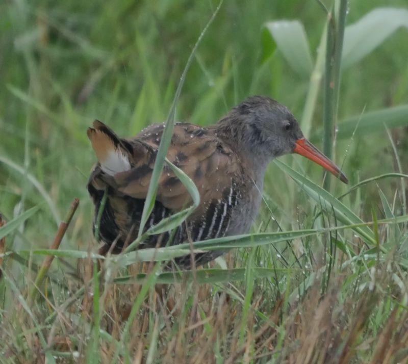 Water Rail - 29-08-2018