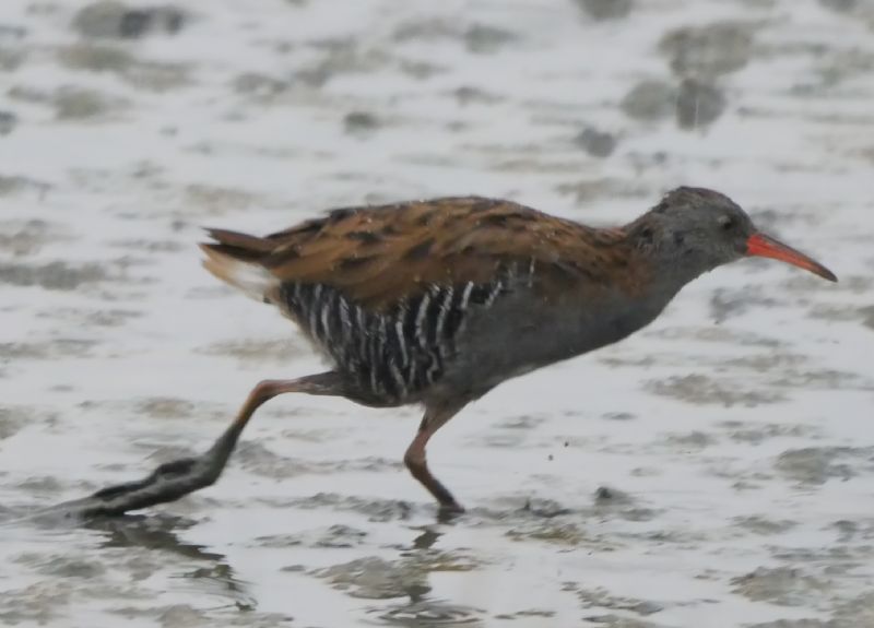 Water Rail - 29-08-2018