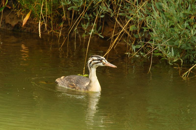 Great Crested Grebe - 30-08-2018