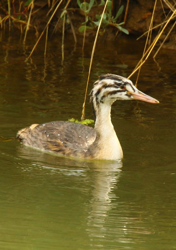 Great Crested Grebe - 30-08-2018