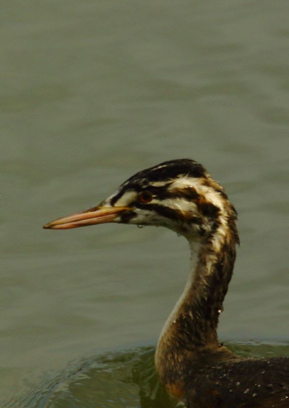 Great Crested Grebe - 30-08-2018