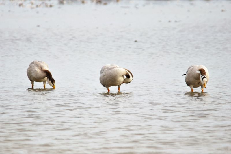 Bar-headed Goose - 26-08-2018