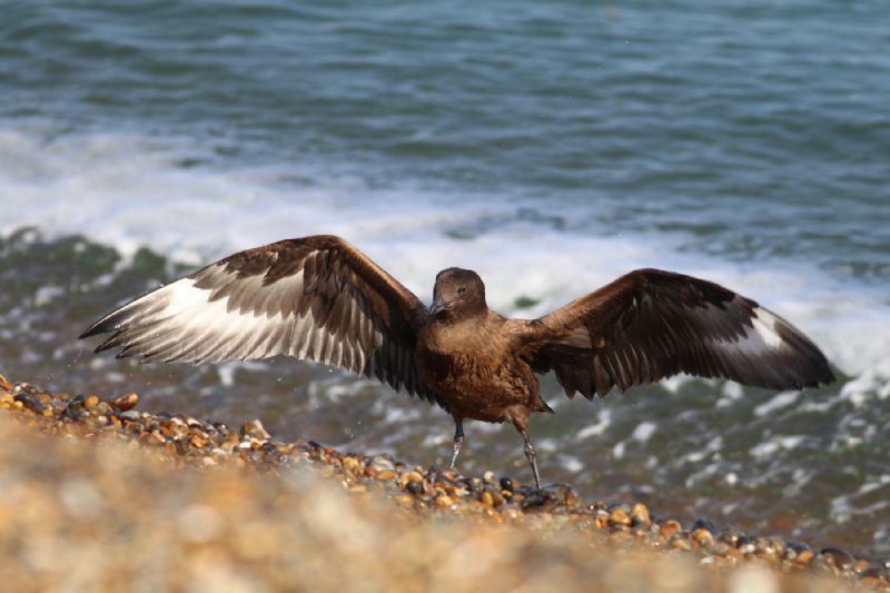 Great Skua - 01-09-2018