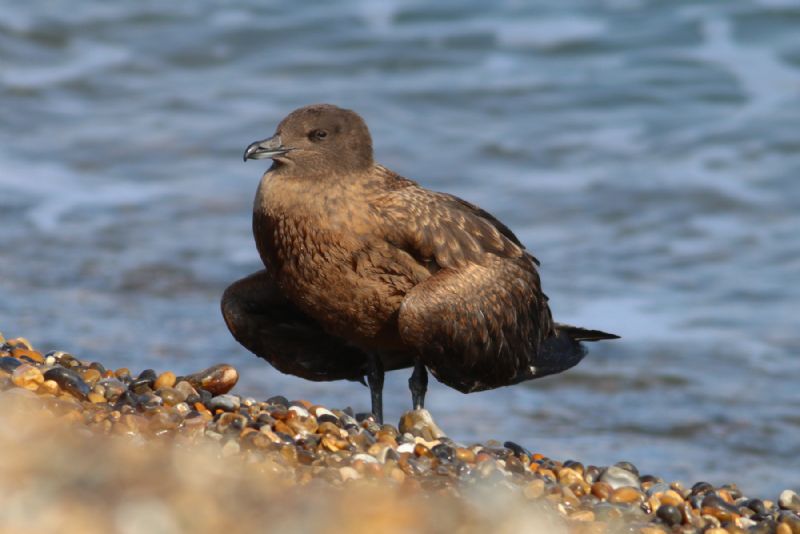 Great Skua - 01-09-2018