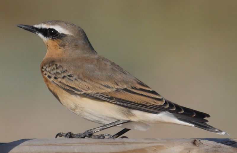 Wheatear - 02-09-2018