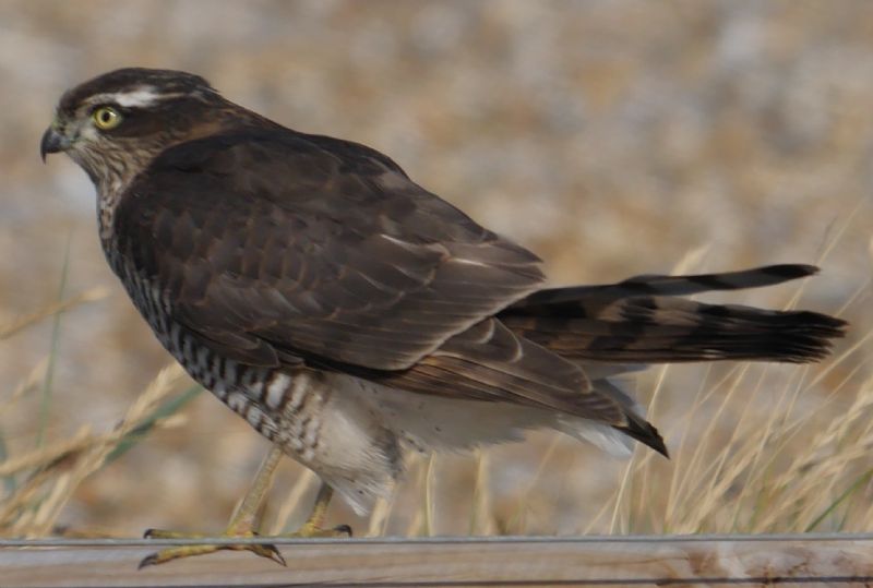 Sparrowhawk - 02-09-2018