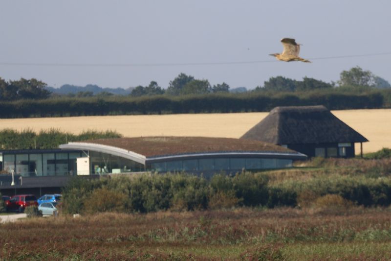 Bittern - 02-09-2018