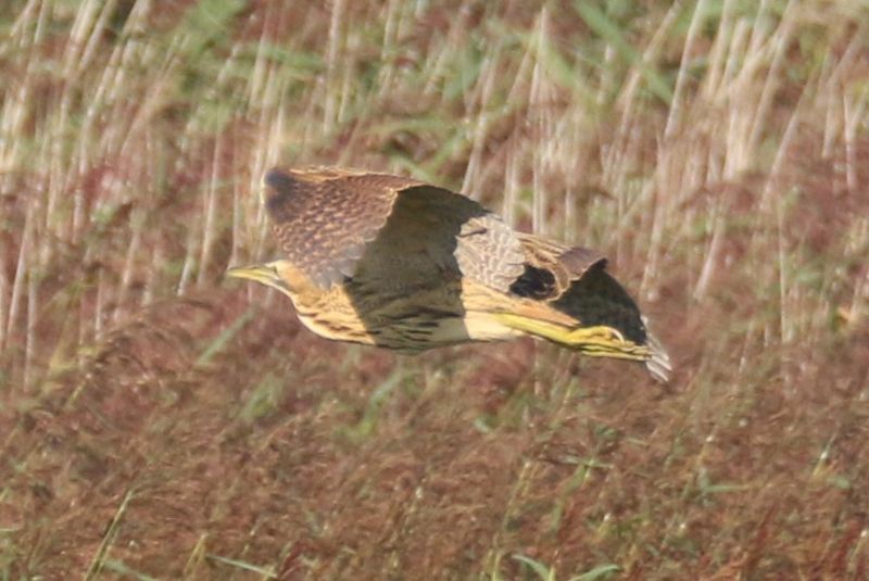 Bittern - 02-09-2018