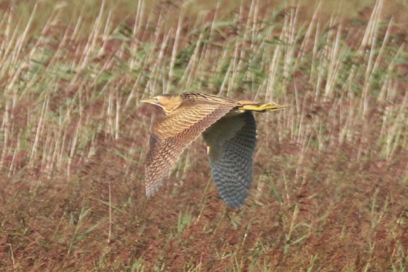 Bittern - 02-09-2018