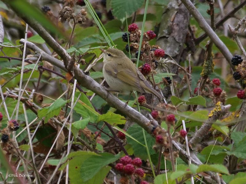 Greenish Warbler - 05-09-2018