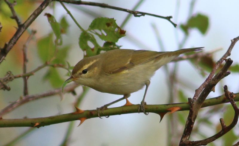 Greenish Warbler - 05-09-2018