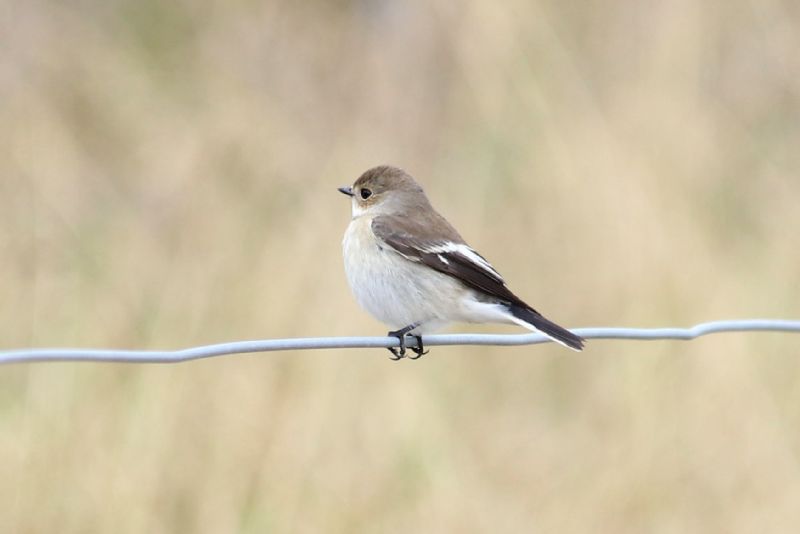 Pied Flycatcher - 05-09-2018