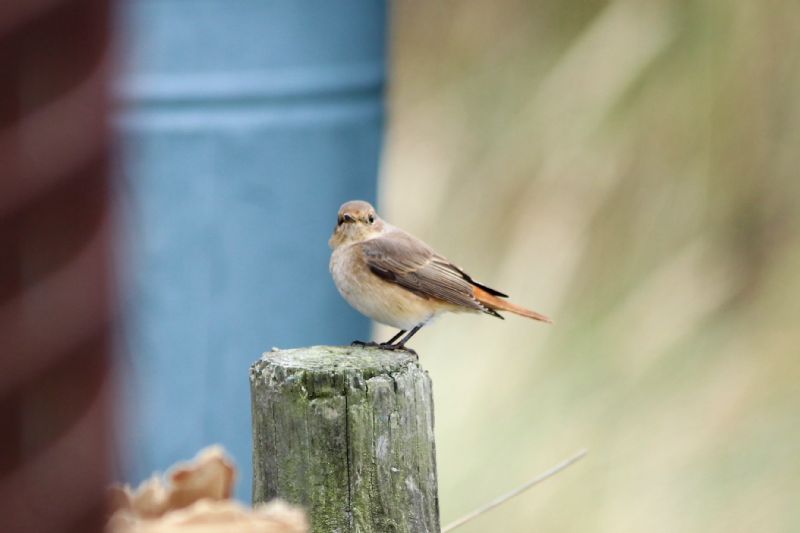 Redstart - 05-09-2018