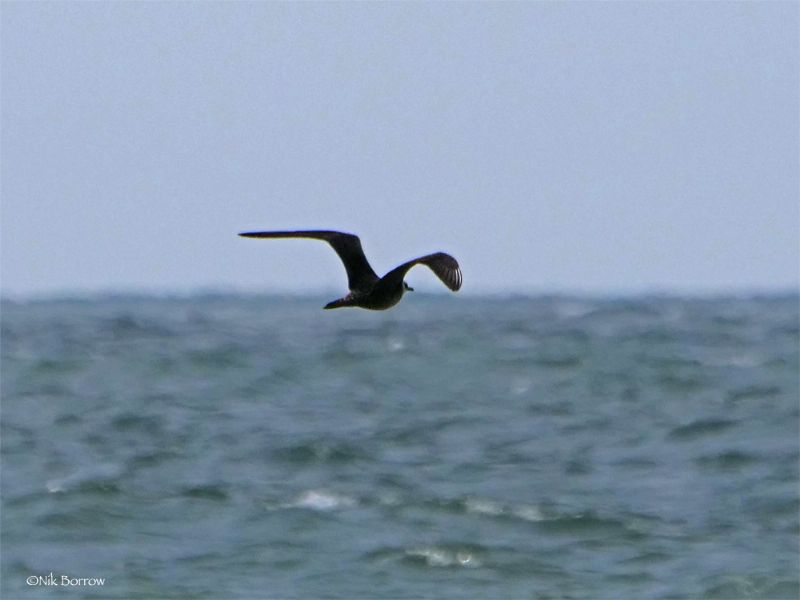 Long-tailed Skua - 05-09-2018